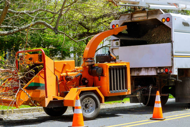 Best Stump Grinding and Removal  in Cuero, TX